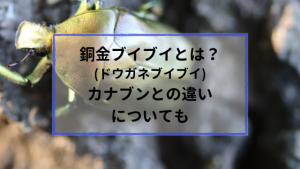 銅金ブイブイとは？カナブンとの違いは？｜ドウガネブイブイ