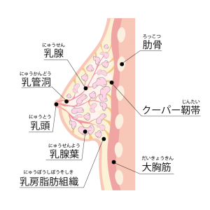 授乳後の胸を戻す方法 しぼんだバストは復活する