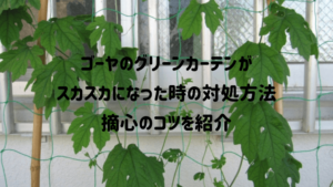 ゴーヤのグリーンカーテンがスカスカになった時の対処方法【摘心のやり方を紹介】