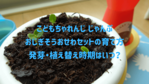 こどもちゃれんじのおじぎそうの芽はいつ出る?植え替えの時期も調査!